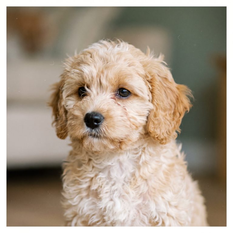 Close-up of a cream Cavapoo puppy