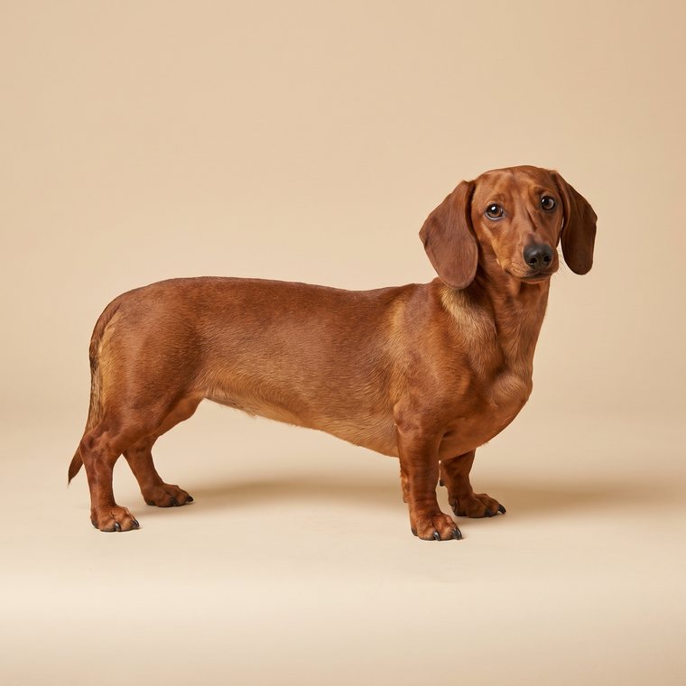 Young red Dachshund at six to twelve months