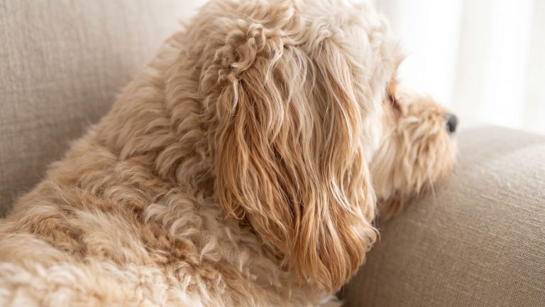 Close-up of a Cavapoo puppy's soft wavy apricot coat and long ear
