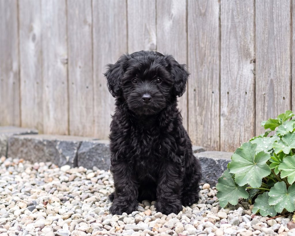 Clover, a Toy Black Maltipoo puppy available from Everpine