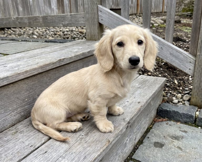 Greta, Dachshund puppy