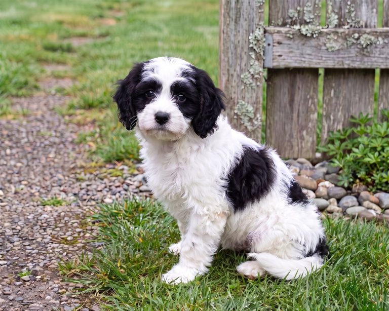 Ivy, Cavapoo puppy