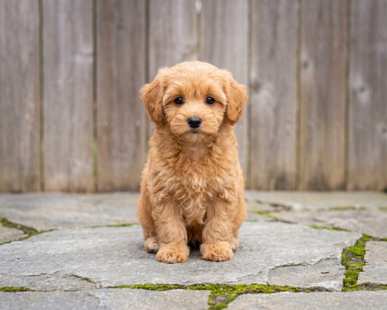 Juniper, Maltipoo puppy