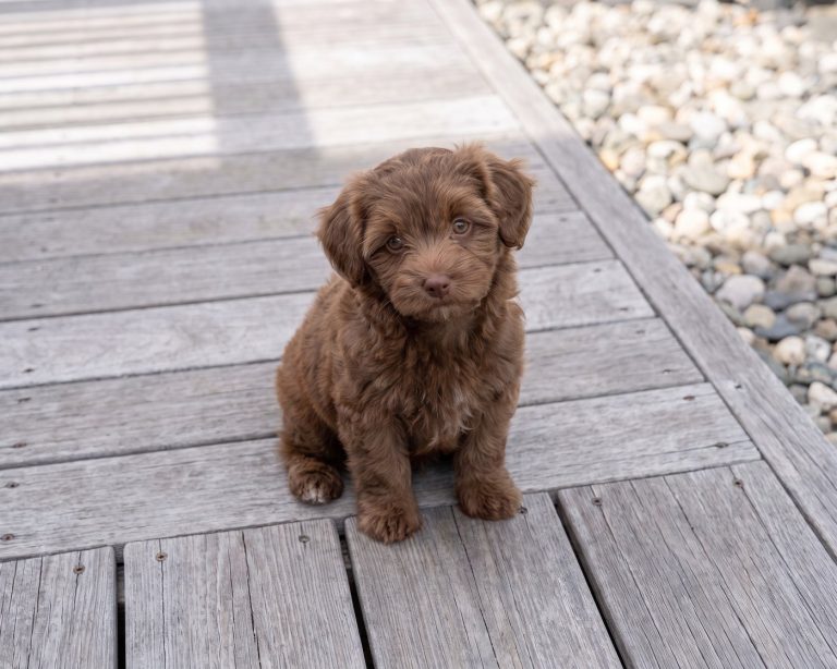 Maple, Maltipoo puppy