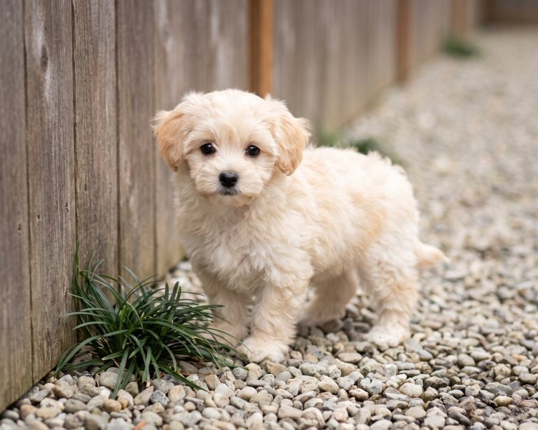 Milo, Maltipoo puppy