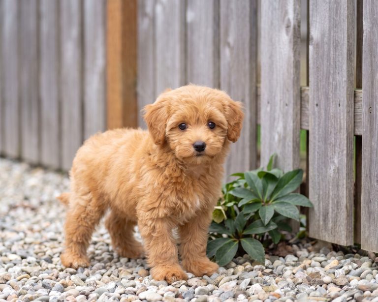 Scout, Maltipoo puppy